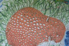 Website Images - Coral and Parrotfish